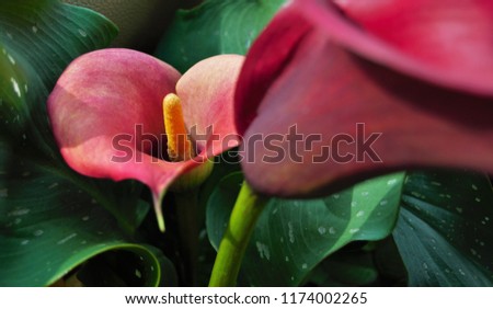 close up of purple calla lily