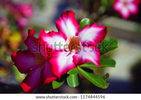 Pink desert rose flowers (Adenium Obesum)