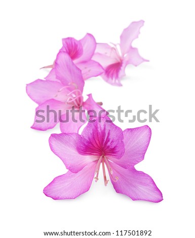 beautiful pink flowers of Butterfly tree on white.Shallow DOF