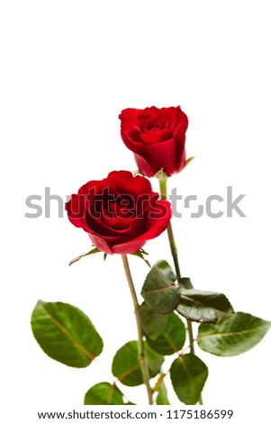 Two red rose on white background, Love and marriage concept, empty space for design