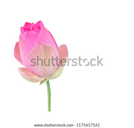 Side view of Pink Lotus Flower isolated on white background, with clipping path and copy space for your idea.