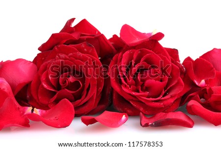 beautiful red roses and petals isolated on white