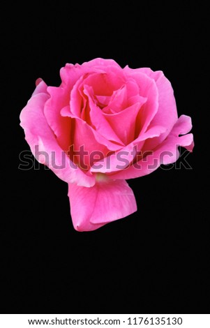 Hybrid rose (Rosa sp.). Image of flower on black background.