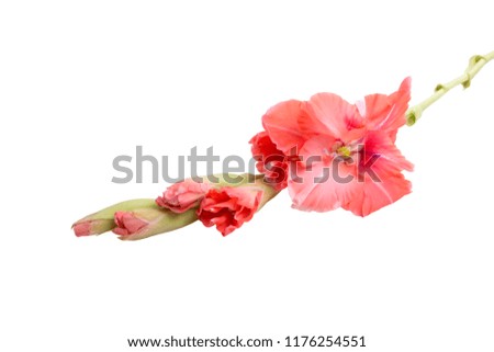 beautiful bright pink gladiolus flower isolated on white