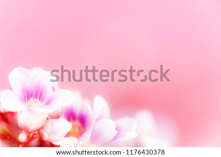 Abstract beautiful spring flowers on pink art background, decoration for card/frame composition, trendy Valentine, Chinese New Year and others.
