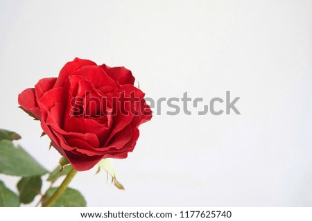 Red rose flower on gray background with copy space. Selective focus flower