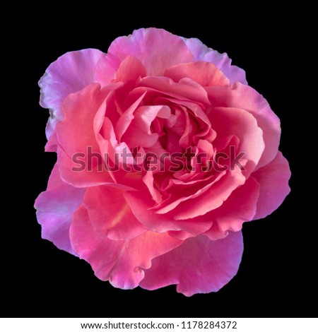 Colorful fine art still life floral macro flower portrait of a single isolated bright violet pink glowing wide open rose blossom, black background,detailed texture,vintage painting style 