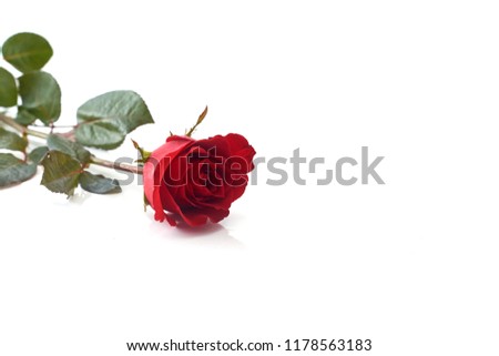 Single beautiful red rose isolated on white background, Love concept image