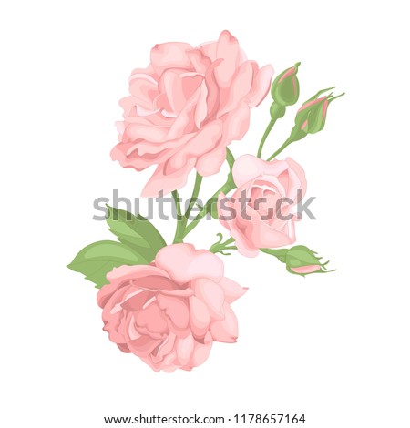 Flower pink rose, green leaves. Wedding concept. Floral poster, invite. Vector arrangements for greeting card or invitation design background.