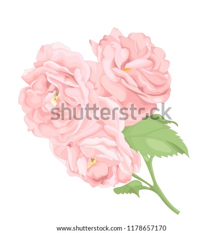 Flower pink rose, green leaves. Wedding concept. Floral poster, invite. Big bouquet of beautiful roses.
