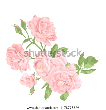 Roses. Wedding concept. Floral poster, invite. Vector arrangements for greeting card or invitation design background.