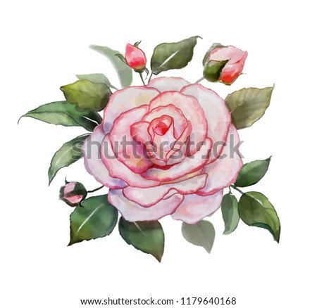 Flowers watercolor illustration. rose .Isolated on white background. Clipping Path.