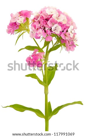 Dianthus barbatus flower isolated on white background