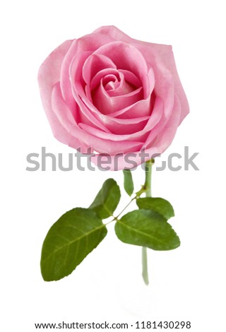 pink rose closeup isolated on white background