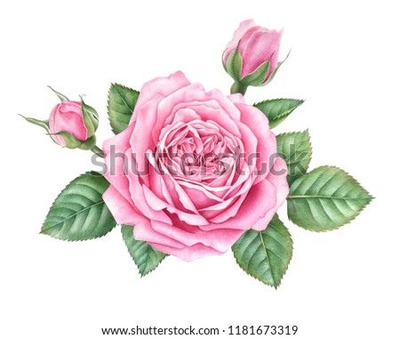 Watercolor pink rose with buds and leaves isolated on white background. Hand drawn botanical illustration.