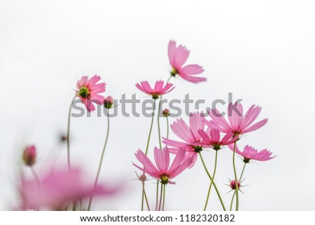 These colorful Cosmos bipinnatus flowers are growing up in the early morning.