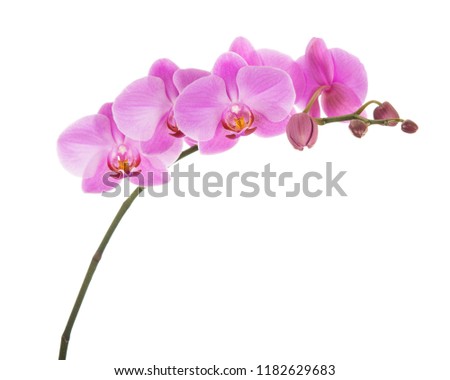Purple Phalaenopsis orchid flowers isolated on white background. Closeup