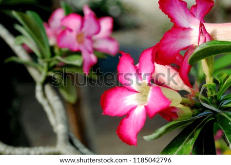 Impala lily or Mock azalea or Desert rose or Sabi star flower. Pink Adenium tropical flowers that grow in the garden