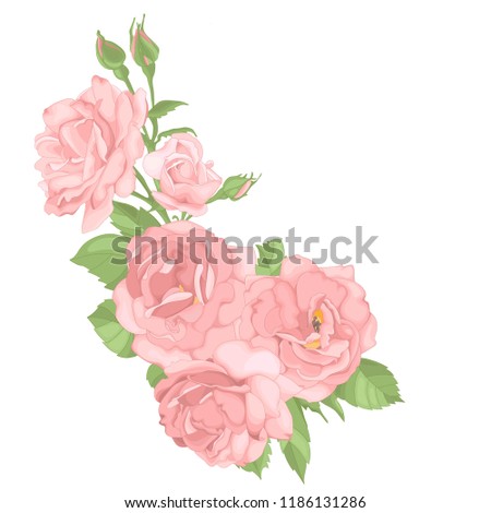 Roses. Perfect for background greeting cards and invitations of the wedding, birthday, Valentine's Day, Mother's Day.