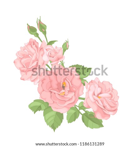 Roses. Perfect for background greeting cards and invitations of the wedding, birthday, Valentine's Day, Mother's Day.