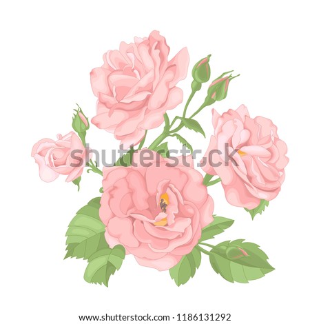 Flower pink rose, green leaves. Wedding concept. Floral poster, invite. Vector arrangements for greeting card or invitation design background.