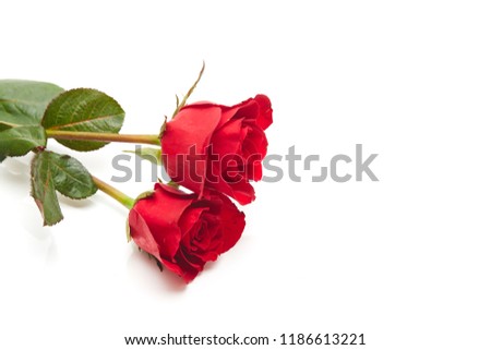 Two red rose on white background, Love and marriage concept, empty space for design
