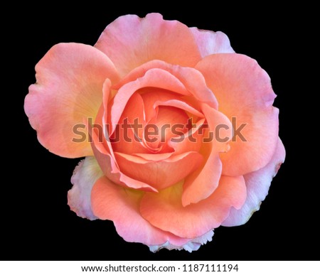 Pastel color fine art still life bright floral macro flower portrait image of a single isolated orange pink wide open rose blossom, black background,detailed texture,vintage painting style 