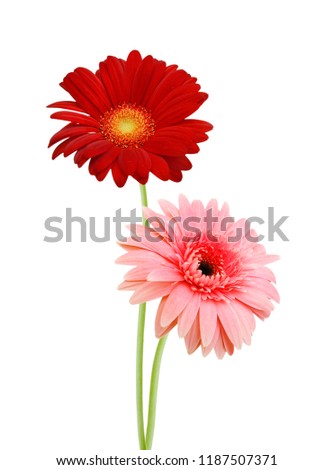 Pink and red daisy flowers isolated over white background 