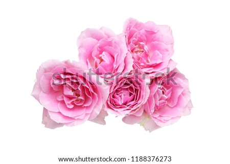 bouquet of roses in a white background