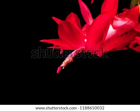 Macro Photo of a Red Flower Christmas Cactus, Schlumbergera truncata on black background.