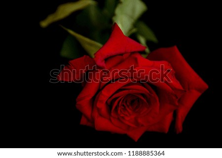 red rose romantic black background