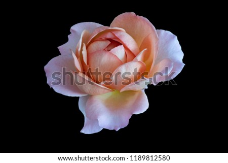 Pastel color fine art still life bright floral macro flower portrait image of a single isolated orange pink yellow rose blossom, black background,detailed texture,vintage painting style 
