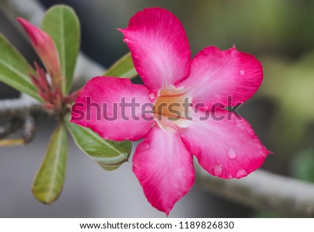 Adenium flower blossom with green leaves in the garden.