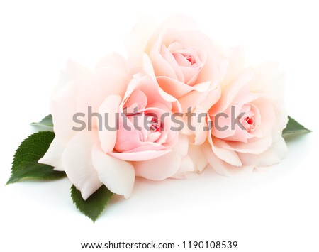 White beautiful roses isolated on white background.