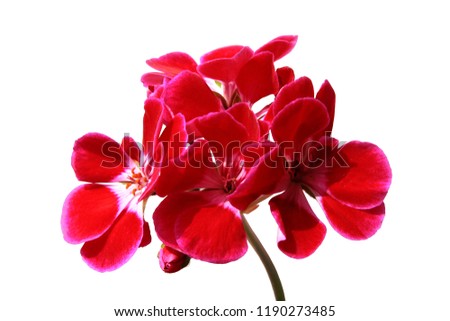 red flowers of geranium potted plant close up