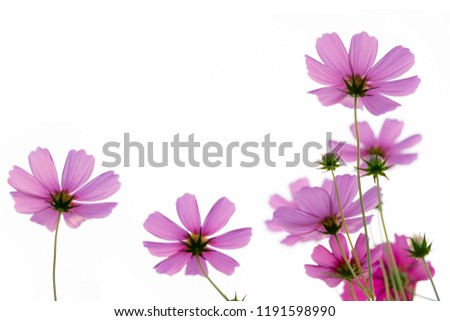 pink cosmos flower isolated in the garden on white background witch copy space.Taken at a low angle See the bottom of the flower. Cosmos bipinnatus.