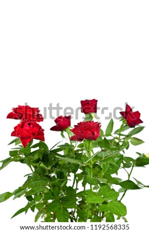 red roses with water drops on white background
