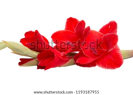 beautiful bright red gladiolus flower isolated on white