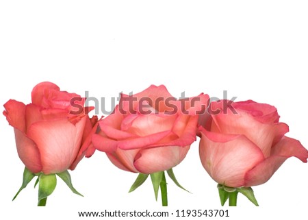 Beautiful fresh pink roses isolated on white background. love, valentine's day, romance.