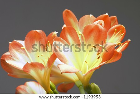 orange flowers on gift