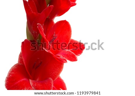 beautiful bright gladiolus flower isolated on white