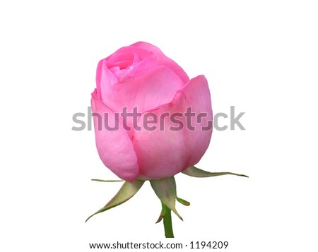 Bud Today, Bloom Tomorrow.  A beautiful isolated pink rosebud holds promise of even greater glory tomorrow.