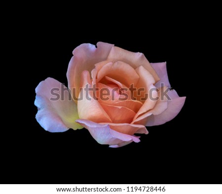 Colorful fine art still life bright floral macro flower image of a single isolated orange pink yellow rose blossom, black background,detailed texture,vintage painting style 