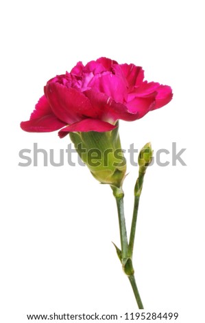 Red carnation flower and bud isolated against white