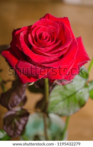Beautiful red rose with drops of dew, on leaves background.