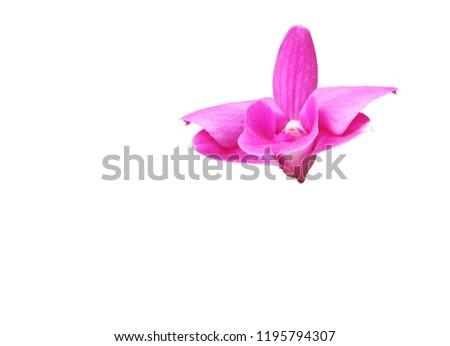 Pink orchid isolated on white background with clipping path.