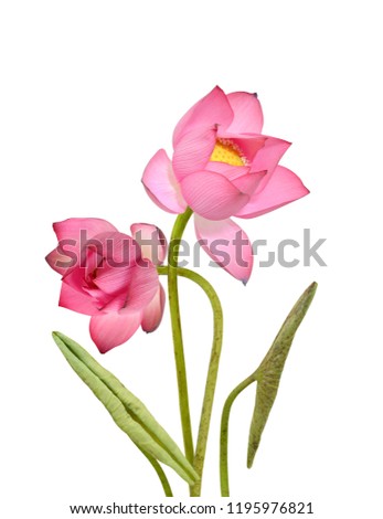 beautiful pink lotus flower isolated on white background