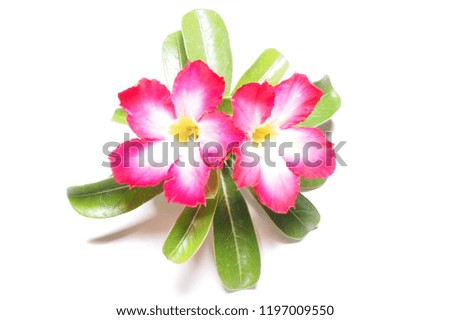 Azalea flowers From the adenium.
Is on a white background