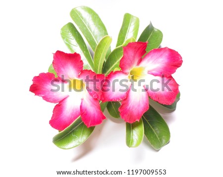 Azalea flowers From the adenium.
Is on a white background.