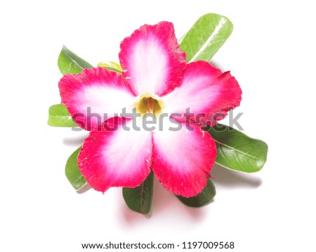 Azalea flowers From the adenium.
Is on a white background